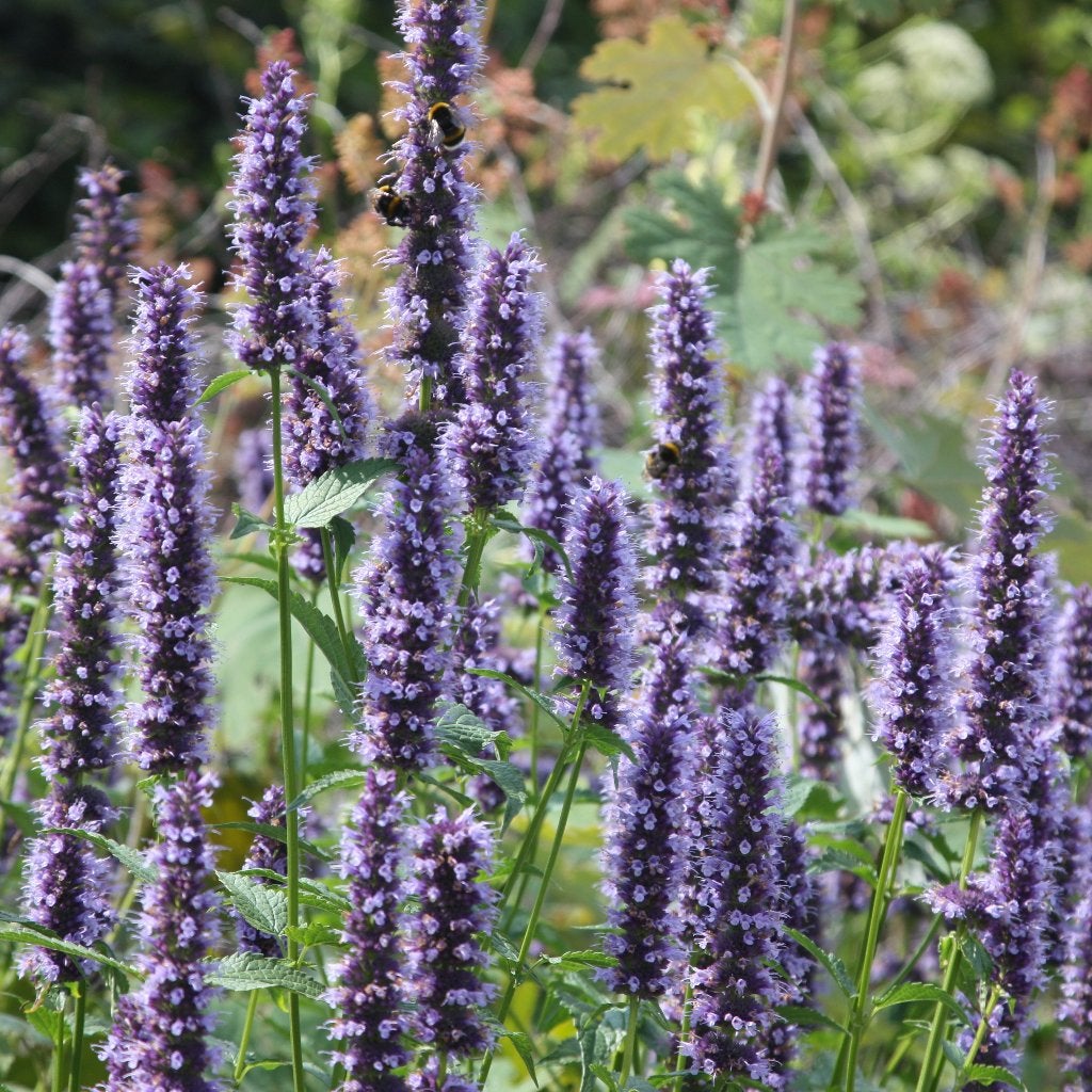 Agastache 'Black Adder' - Dropplant, Volle zon, Vaste plant, Zomer, Ophalen