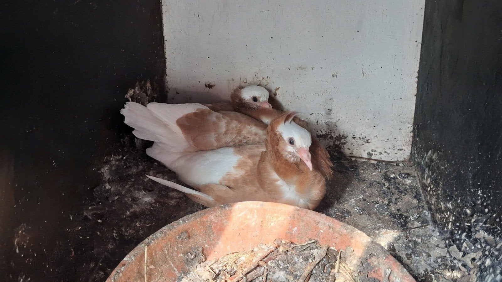 Meerdere Kapucijner duiven te koop!, Meerdere dieren
