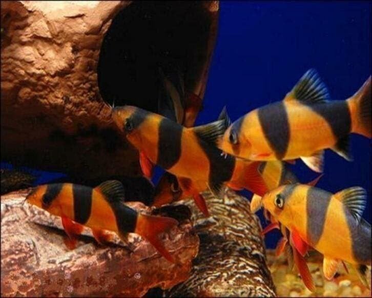 75000 vissen, malawi, discus, zalmen, tetra`s, gourami, cory, Dieren en Toebehoren, Vissen | Aquariumvissen, Vis, Zoetwatervis