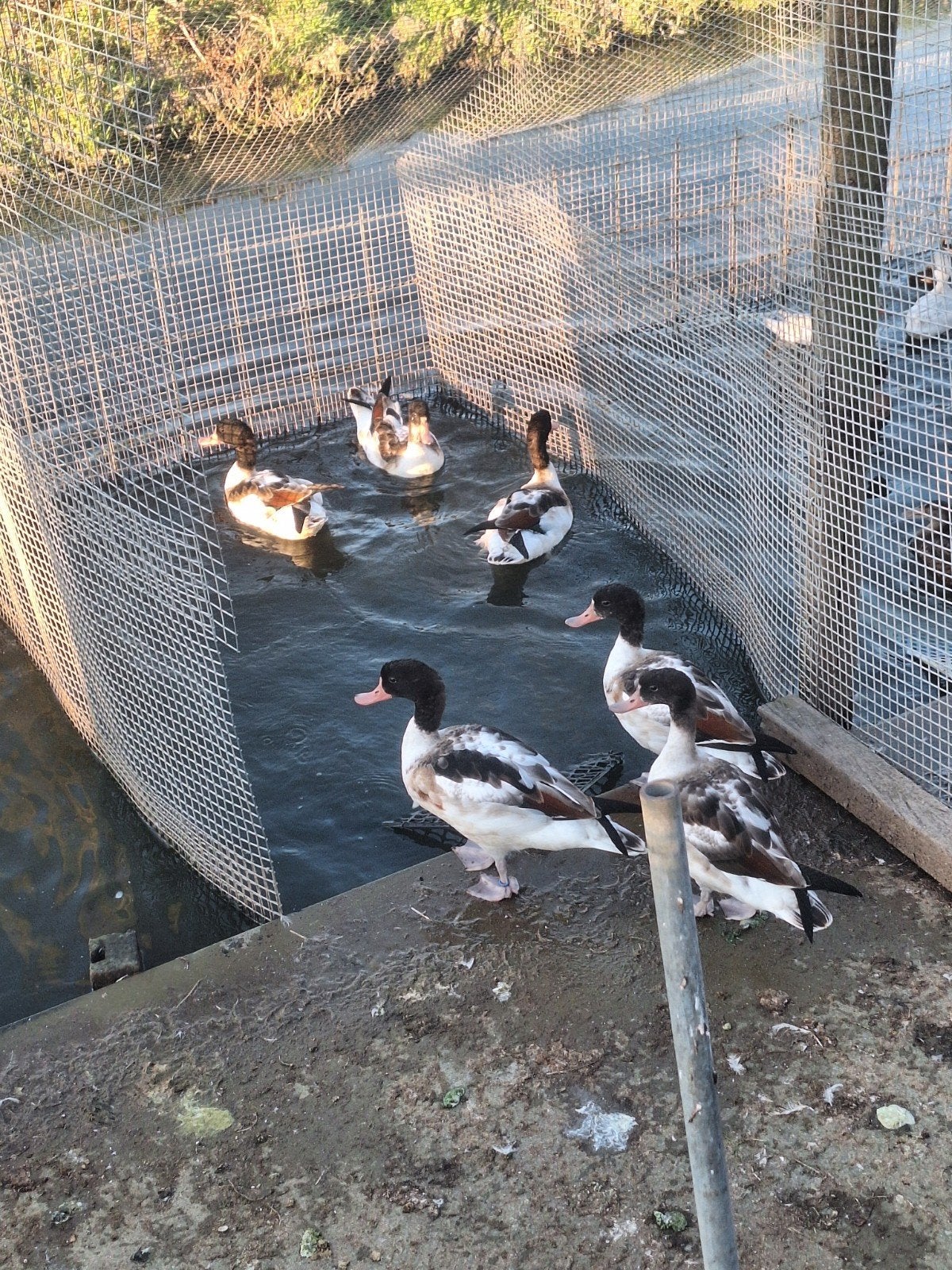siereenden watervogels bergeenden roodschouders vercicolor
