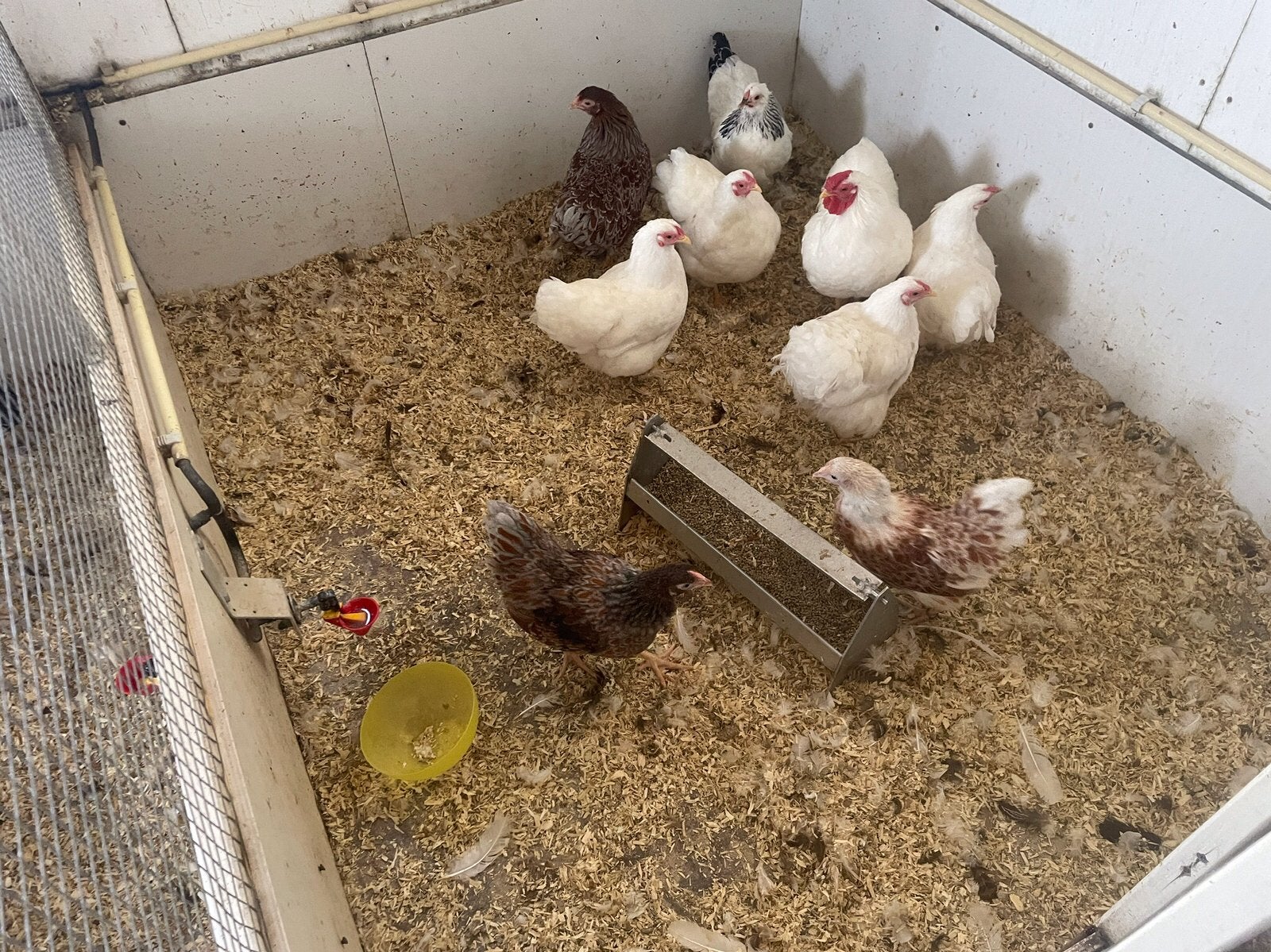 Wyandotte, Cochin, Sabelpoot en legkippen i, Meerdere dieren, Kip