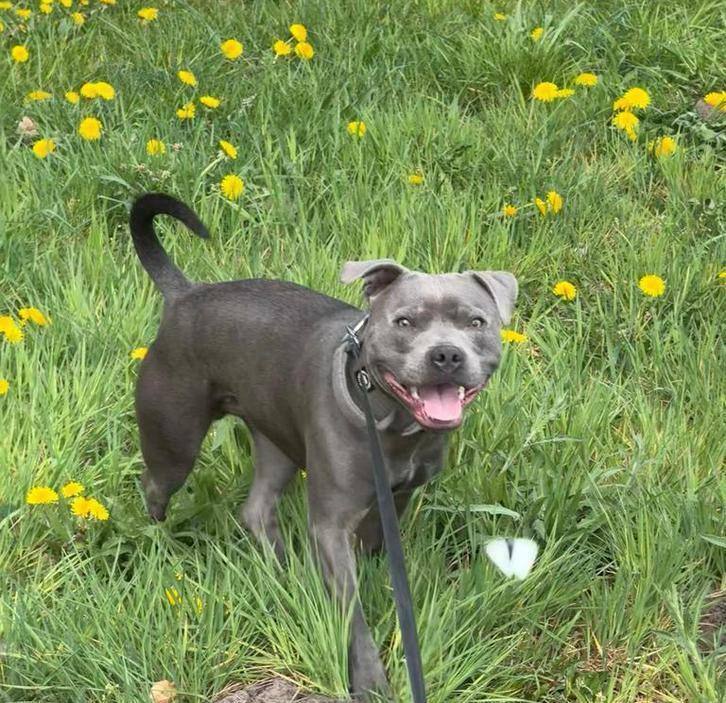 Dekreu beschikbaar – “Tyson” (Mini Engelse Stafford), 1 tot 2 jaar, Parvo, Eén hond, Nederland