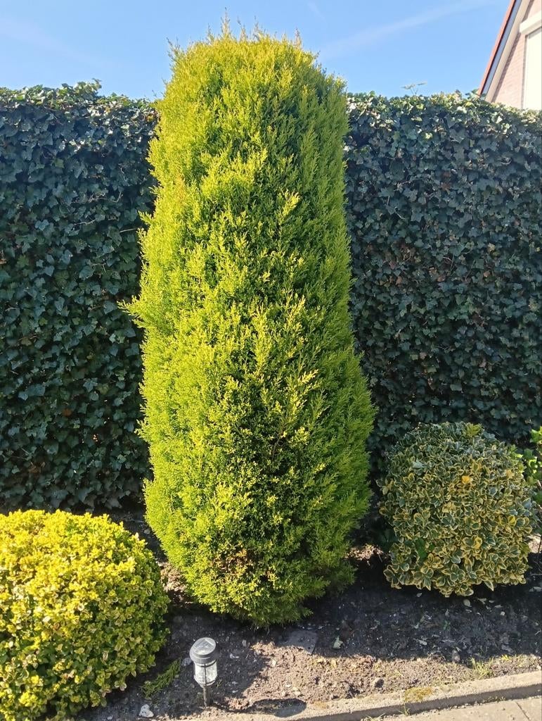 Mooie, gezonde plant voor uw tuin, Tuin en Terras, Volle zon, Vaste plant, Bloeit niet, Ophalen