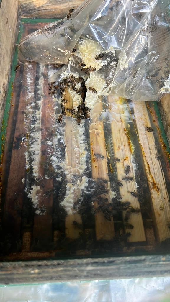 Bijenvolken op 6 raames, Dieren en Toebehoren, Insecten en Spinnen, Bijen
