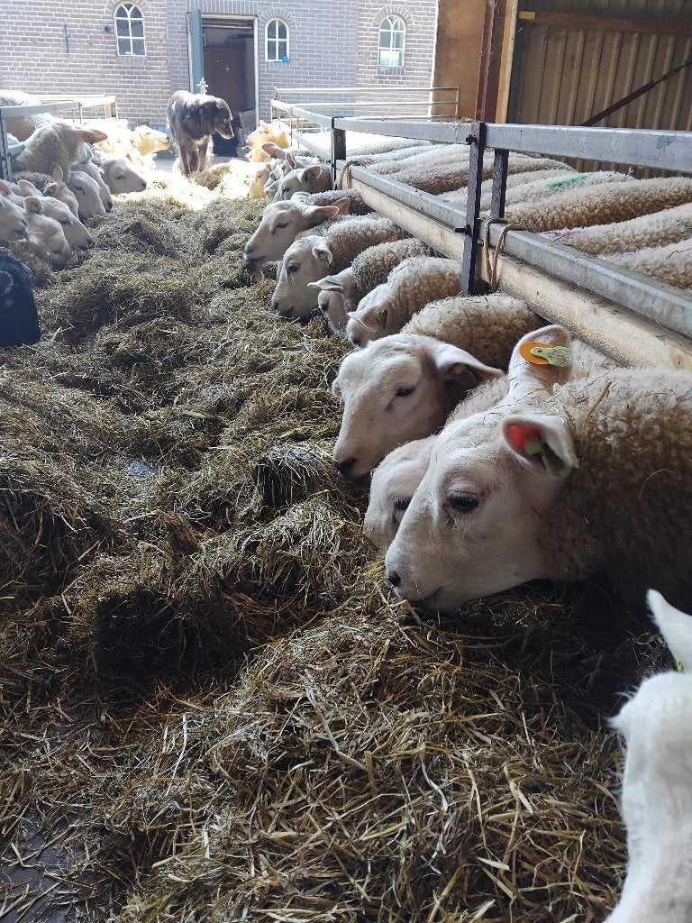 Fokooien Swifter x Texelaar, zwoegervrij, Vrouwelijk, Schaap, 0 tot 2 jaar