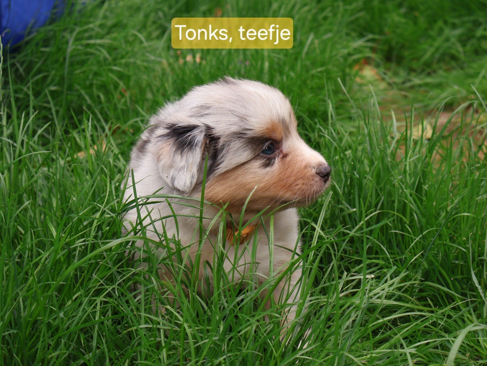 Australian Shepherd pups met stamboom, Dieren en Toebehoren, Parvo, 8 tot 15 weken, Meerdere, Meerdere dieren
