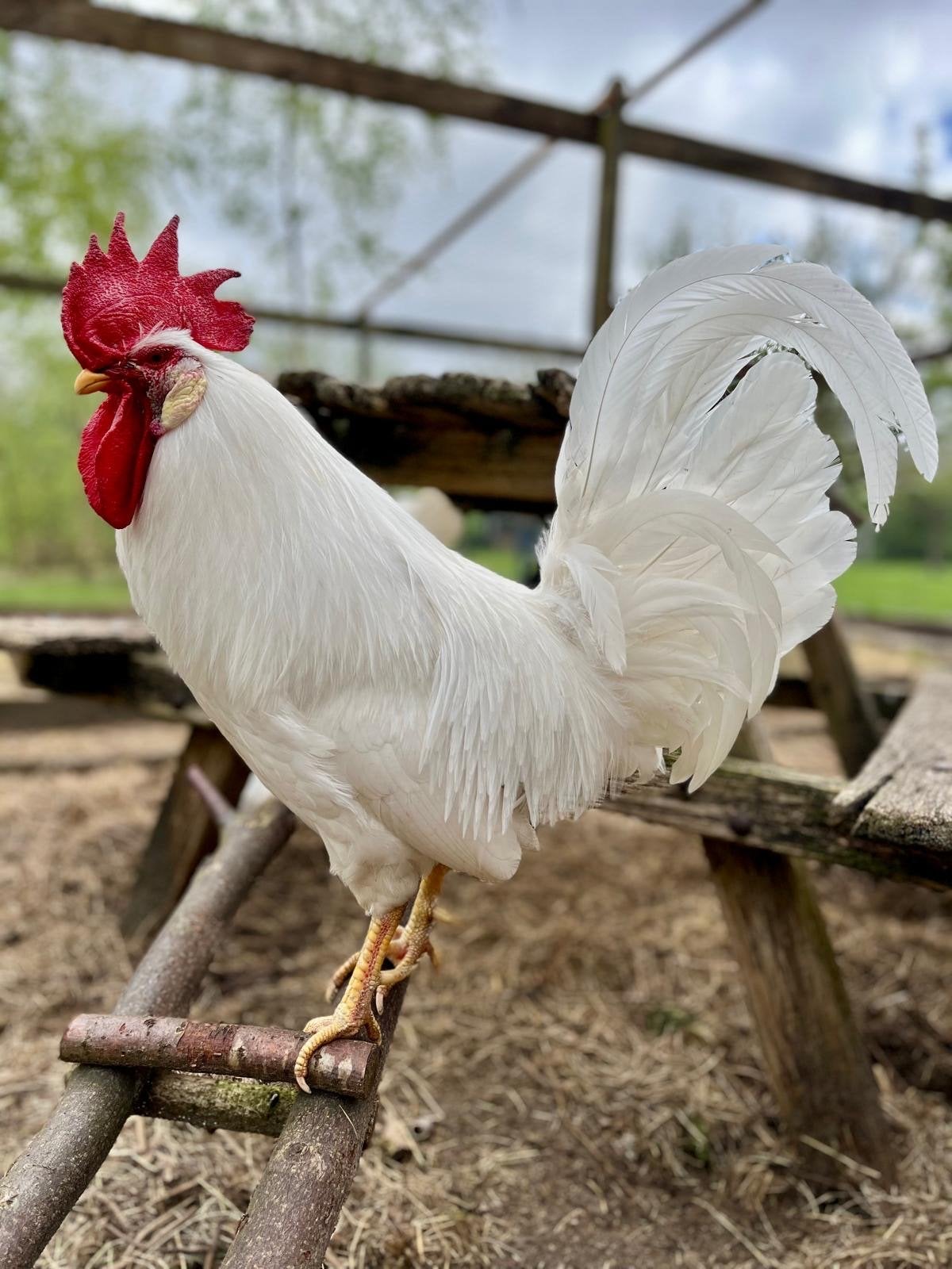 Prachtige Leghorn haan, Dieren en Toebehoren, Mannelijk, Kip