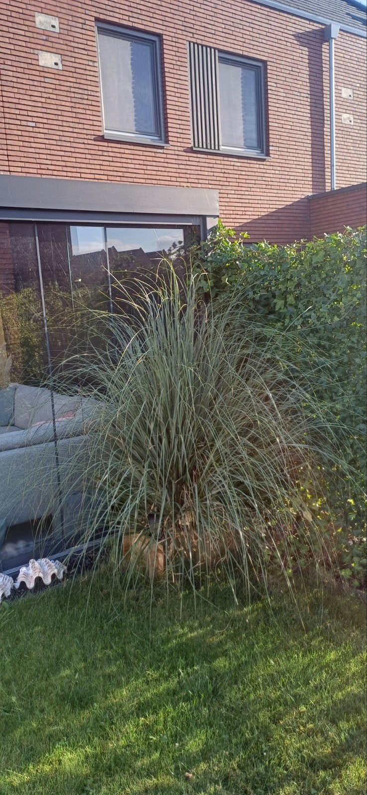 Gratis! Siergras voor tuin of terras, Ophalen, Volle zon, Vaste plant, Siergrassen