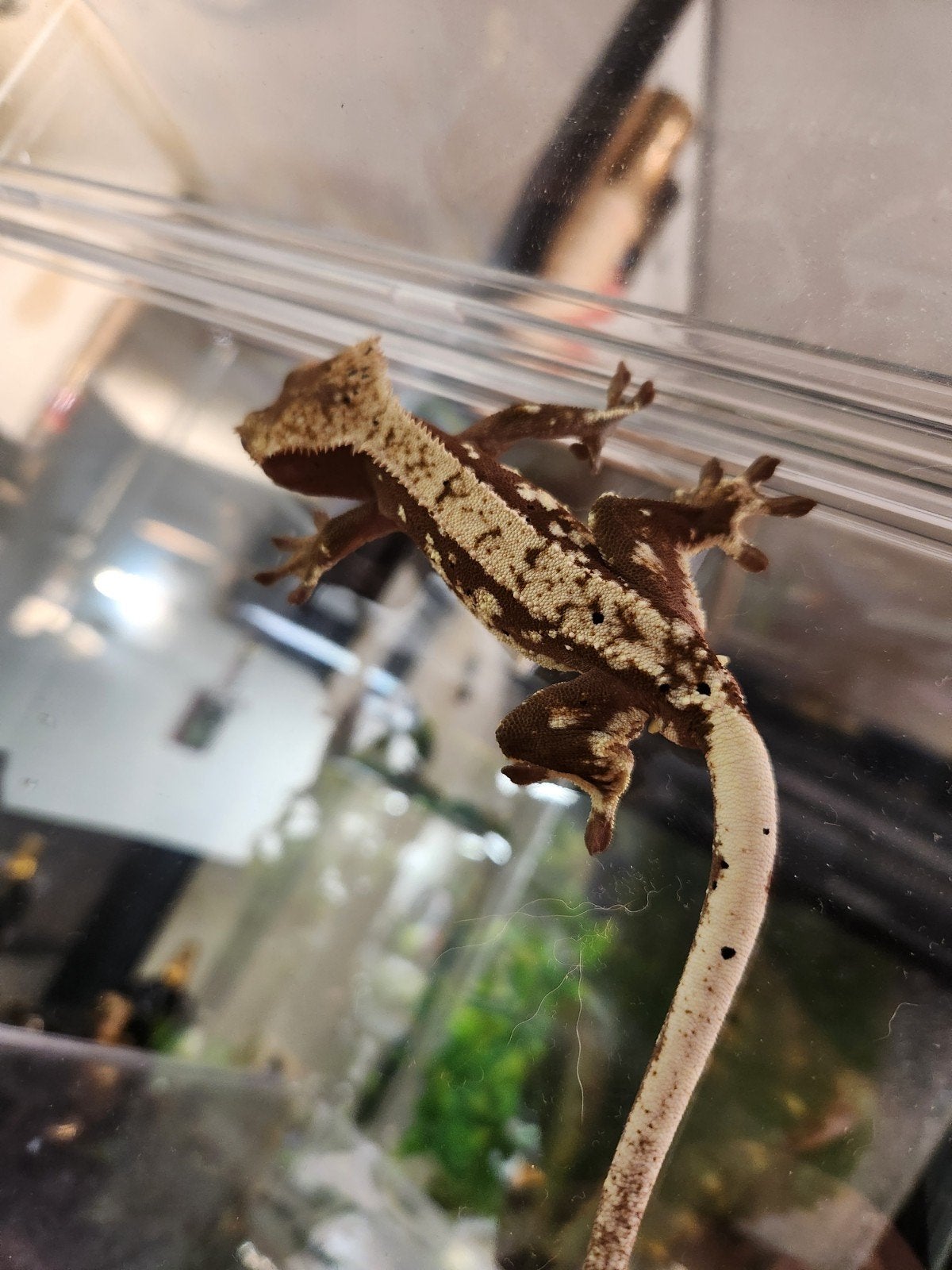 wimpergekko man, morph???, Hagedis, Tam, 0 tot 2 jaar