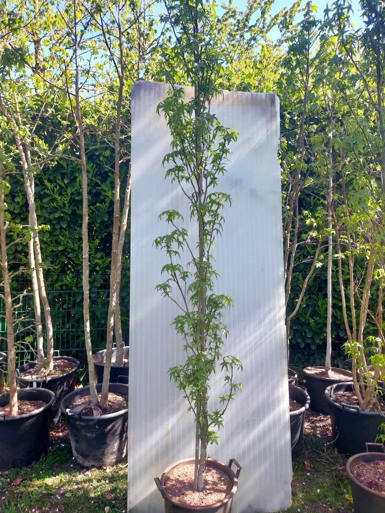 Zuilvormige Amberboom, Tuin en Terras, Planten | Bomen, Bloeit niet, 250 tot 400 cm, Zuilboom, Ophalen