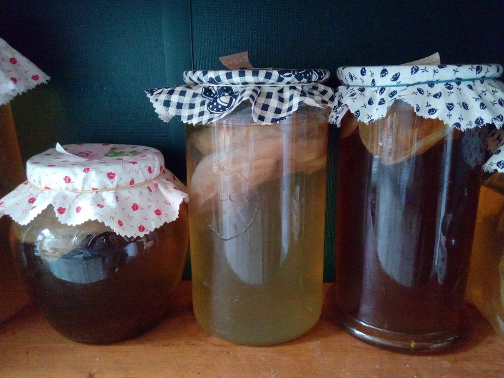 Kombucha scoby en starter om zelf komboecha te maken, Ophalen