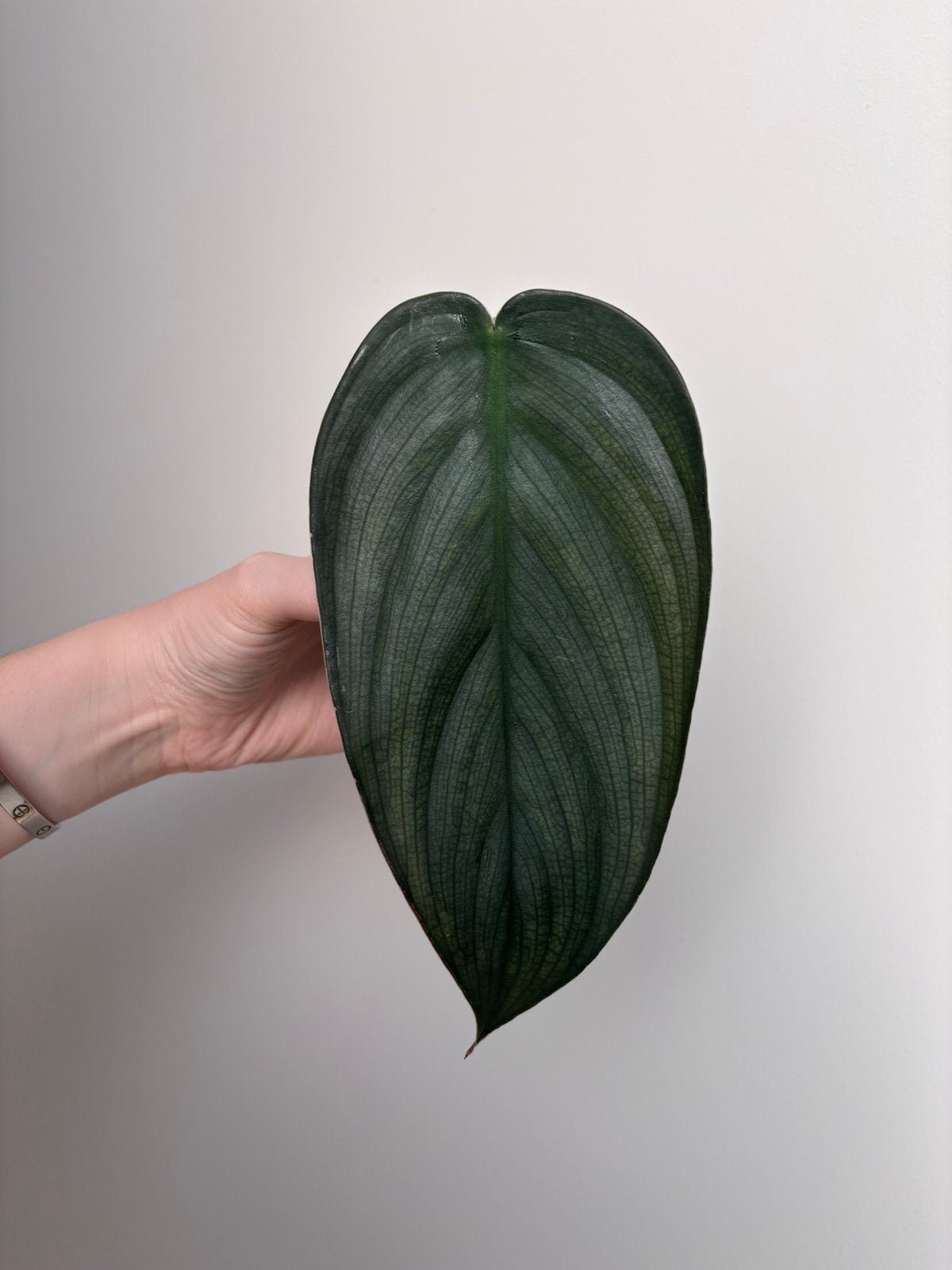 Philodendron Burle Marx Fantasy, Huis en Inrichting, Kamerplanten, Ophalen of Verzenden, Halfschaduw, Minder dan 100 cm