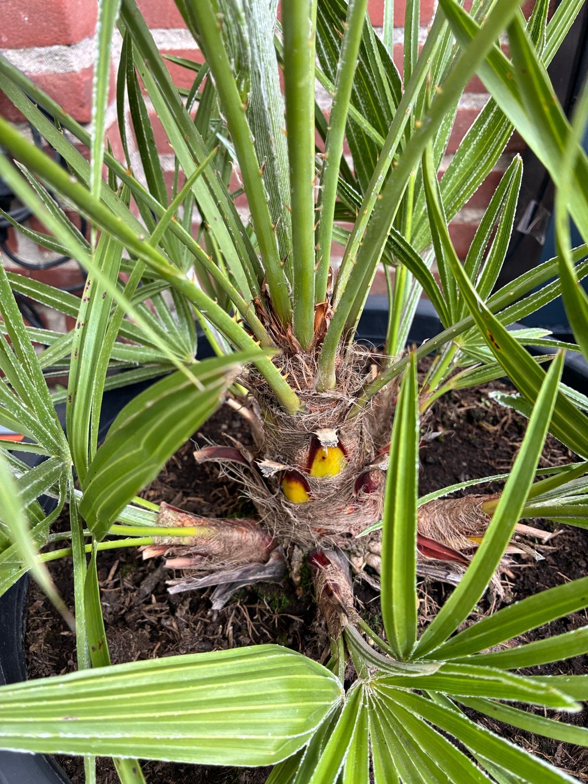Foto 2 van Chamaerops Humilis Palmboom - Winterhard