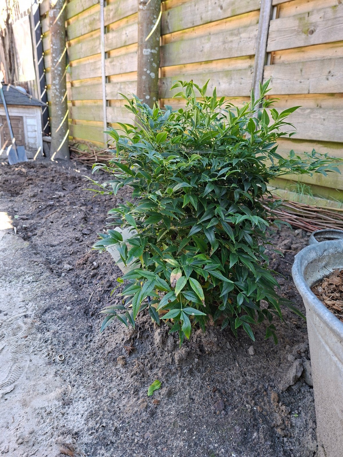 Heester/Schijnbamboe; Nandina Domestica; Lemon & Lime, Ophalen