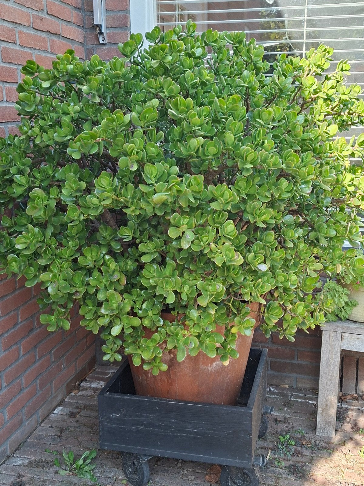 Enorme geldboom/ jadeplant (Crassula Ovata) H130, Ophalen, Vetplant, 100 tot 150 cm, In pot
