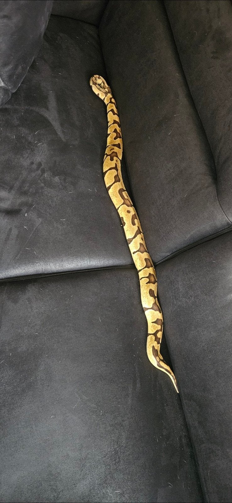 Konings Python incl. therarium en meubel Ball Python photo 9