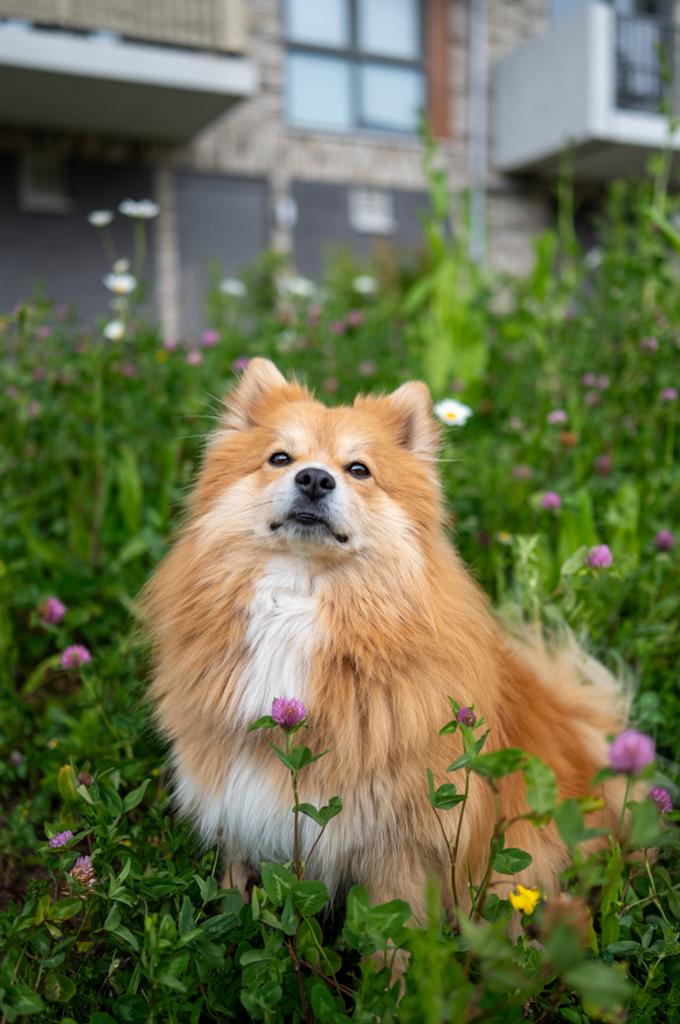 Honden portretten in Culemborg, Ophalen, Nieuw