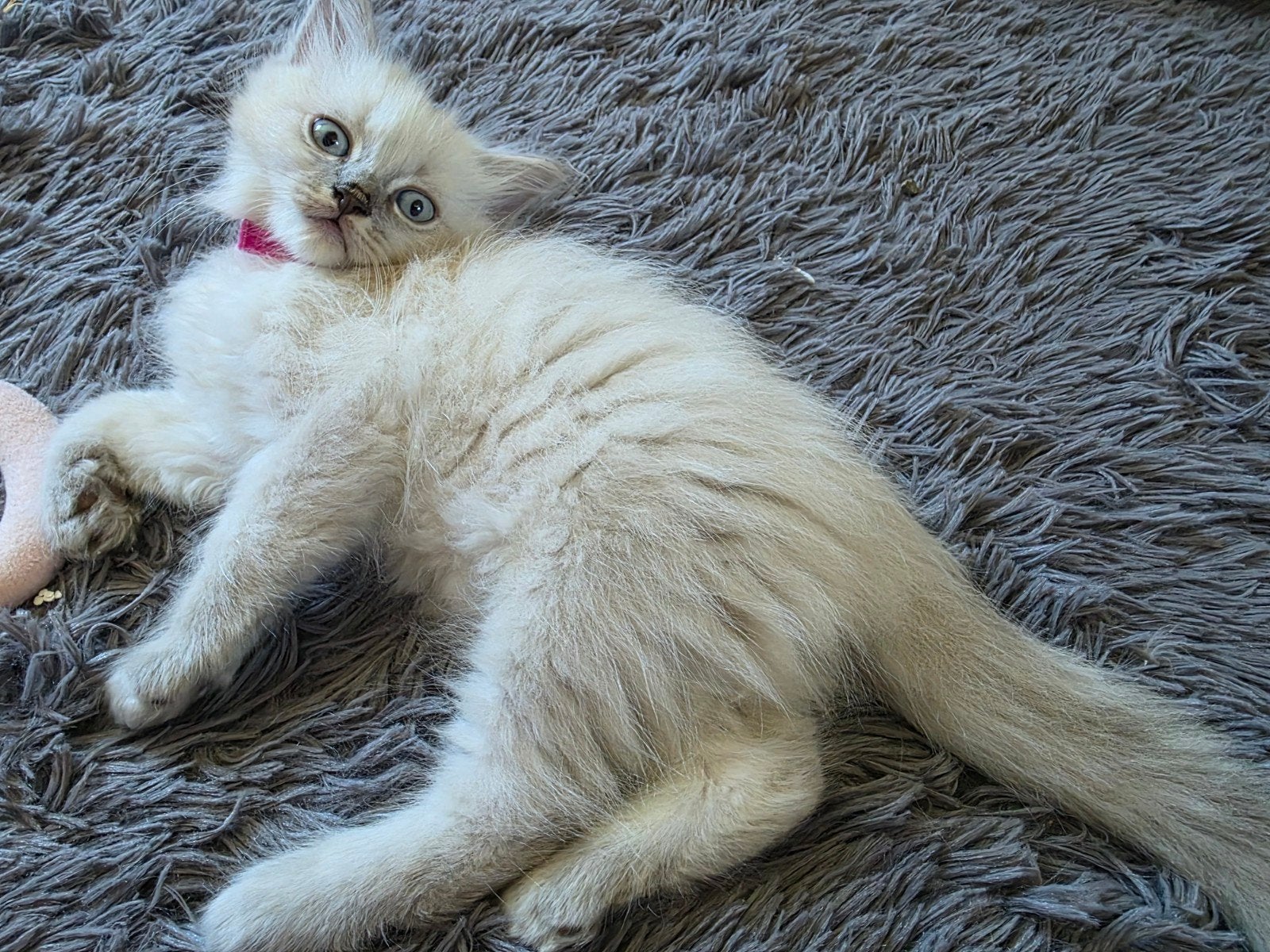 Ragdoll kittens, Dieren en Toebehoren, Katten en Kittens | Raskatten | Langhaar, Poes, Ontwormd, 0 tot 2 jaar