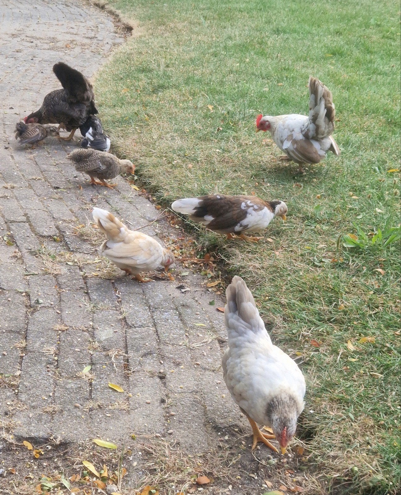 Serama krielkipjes van dit jaar., Meerdere dieren, Kip