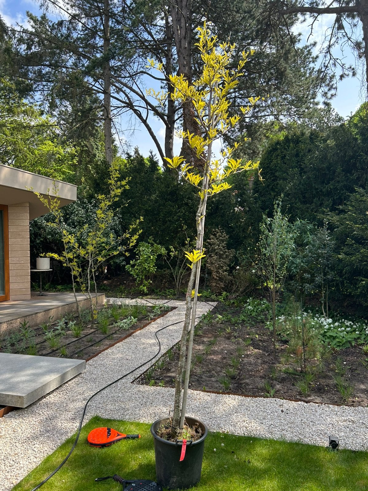 Valse christusdoorn ‘sunburst’ op stam 300-350 cm, Overige soorten, 250 tot 400 cm, Zomer, Ophalen
