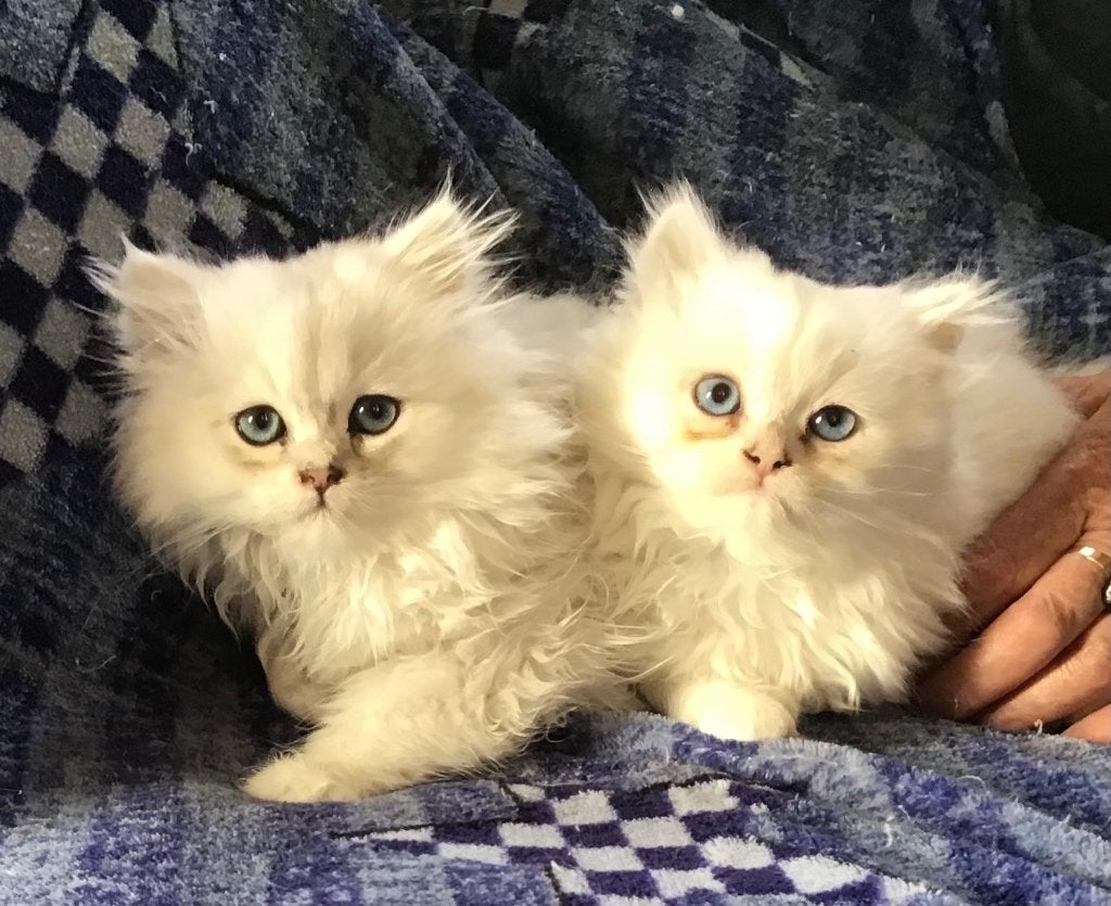 Ragdoll / Britse langhaar kittens, Dieren en Toebehoren, Katten en Kittens | Raskatten | Langhaar, Meerdere dieren, Ingeënt, 0 tot 2 jaar