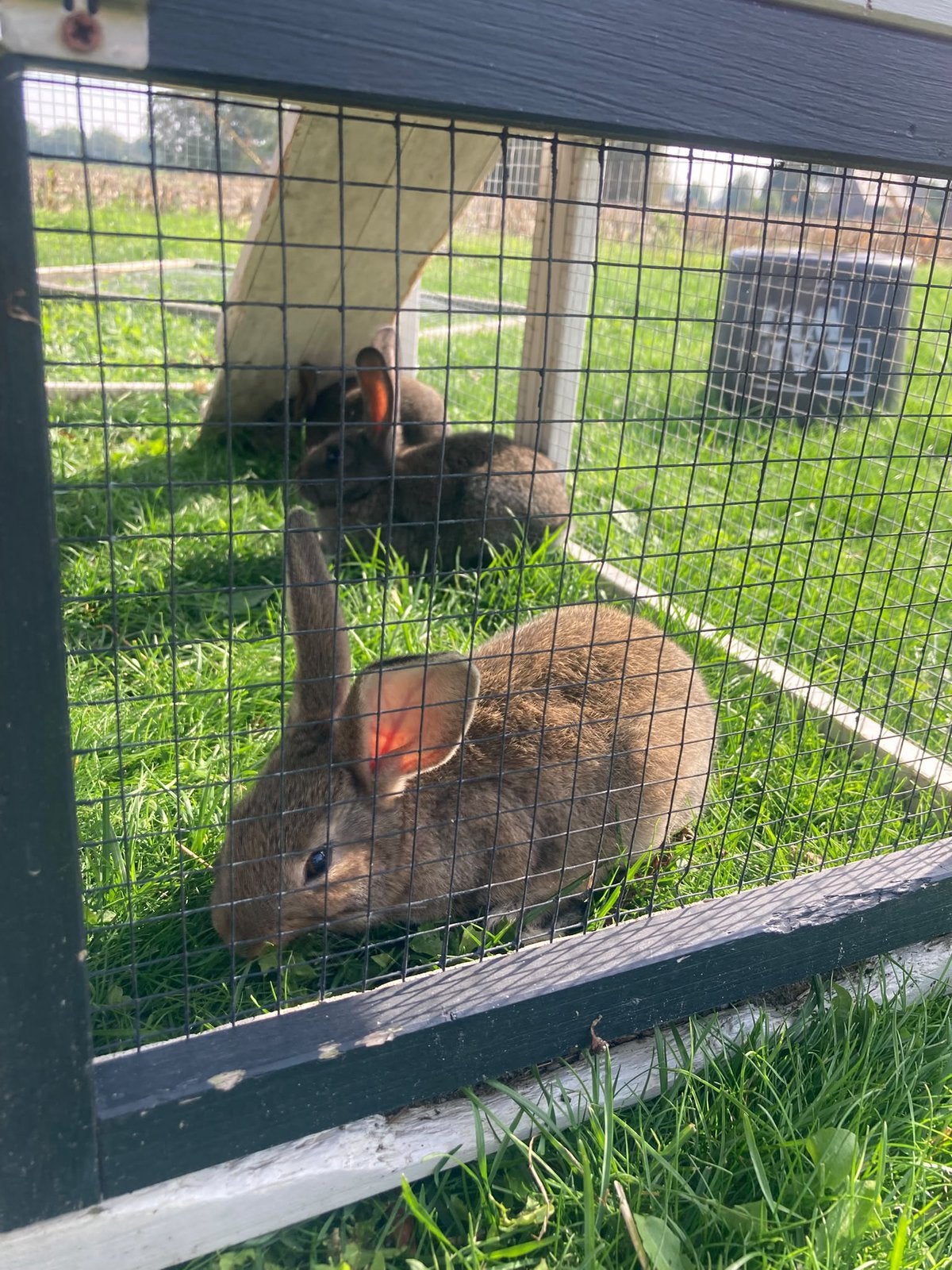 Jonge Lotharinger konijnen, Dieren en Toebehoren, Geslacht onbekend, Middelgroot, 0 tot 2 jaar
