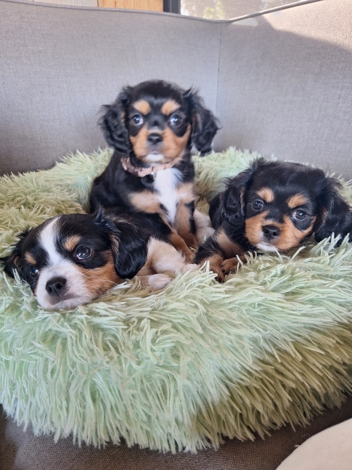 Cavelier King Charles spaniel pups, zeer lief en sociaal., Parvo, Overige rassen, 8 tot 15 weken, Meerdere