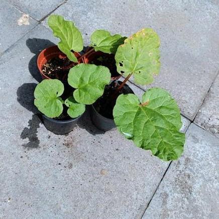 Kleine rabarber planten, Ophalen, Vaste plant, Groenteplanten