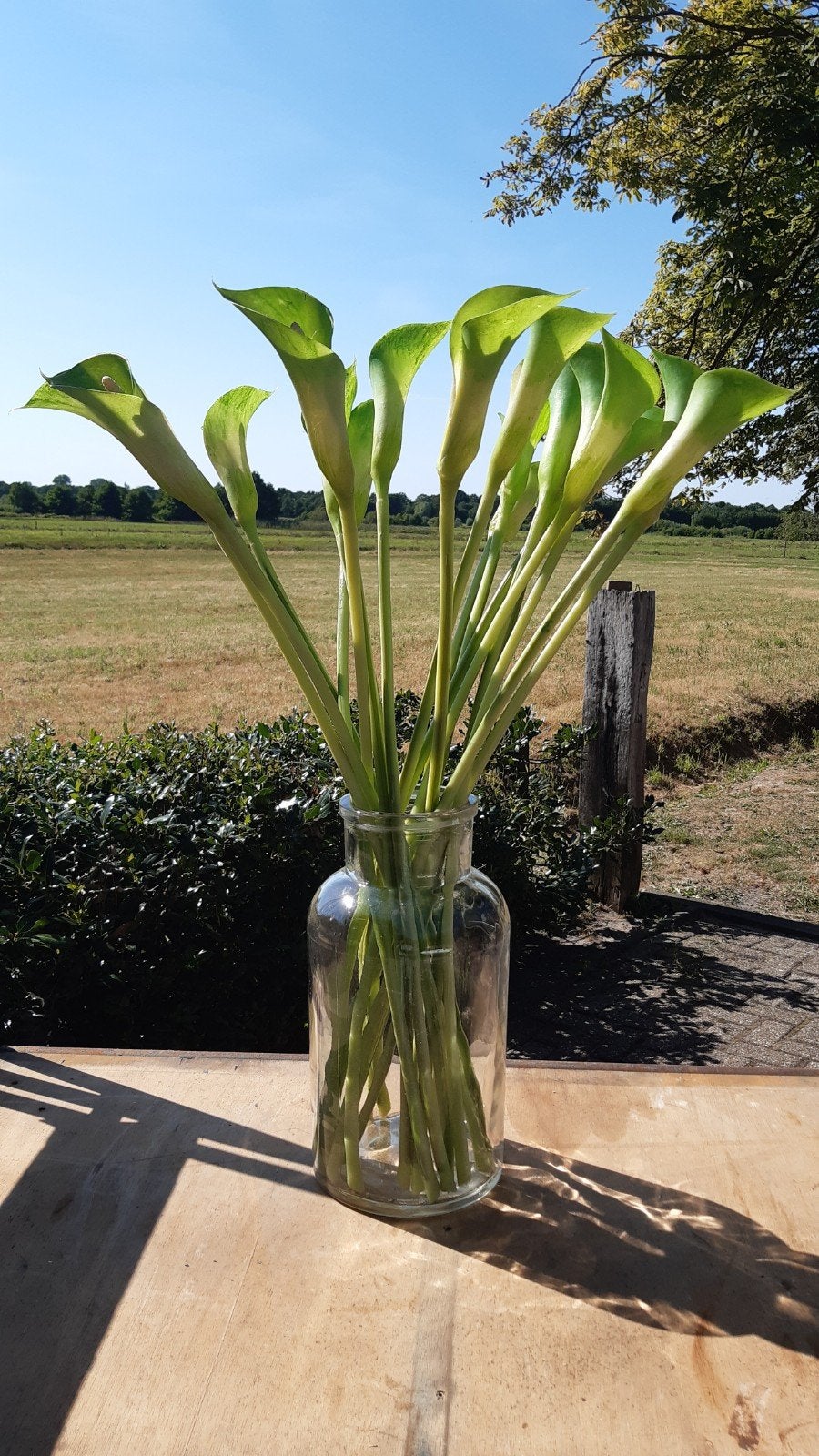 Calla Kunst steel bloemen Lengte 75.0 cm, Huis en Inrichting, Woonaccessoires | Kunstplanten en Kunstbloemen, Ophalen of Verzenden