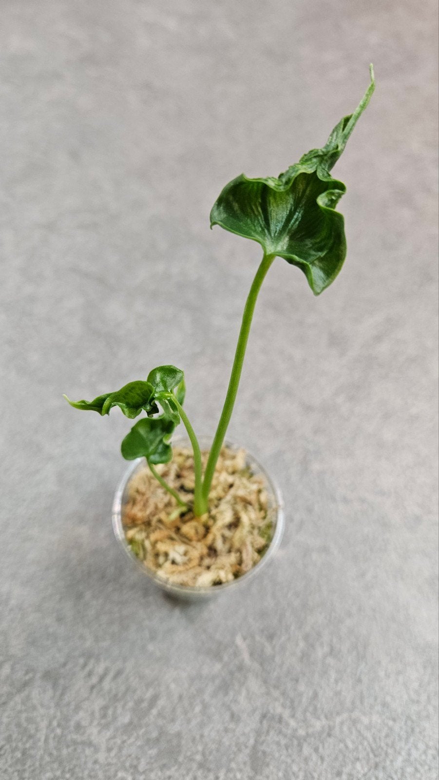 Alocasia Teletubbie, Ophalen of Verzenden, Halfschaduw, Minder dan 100 cm