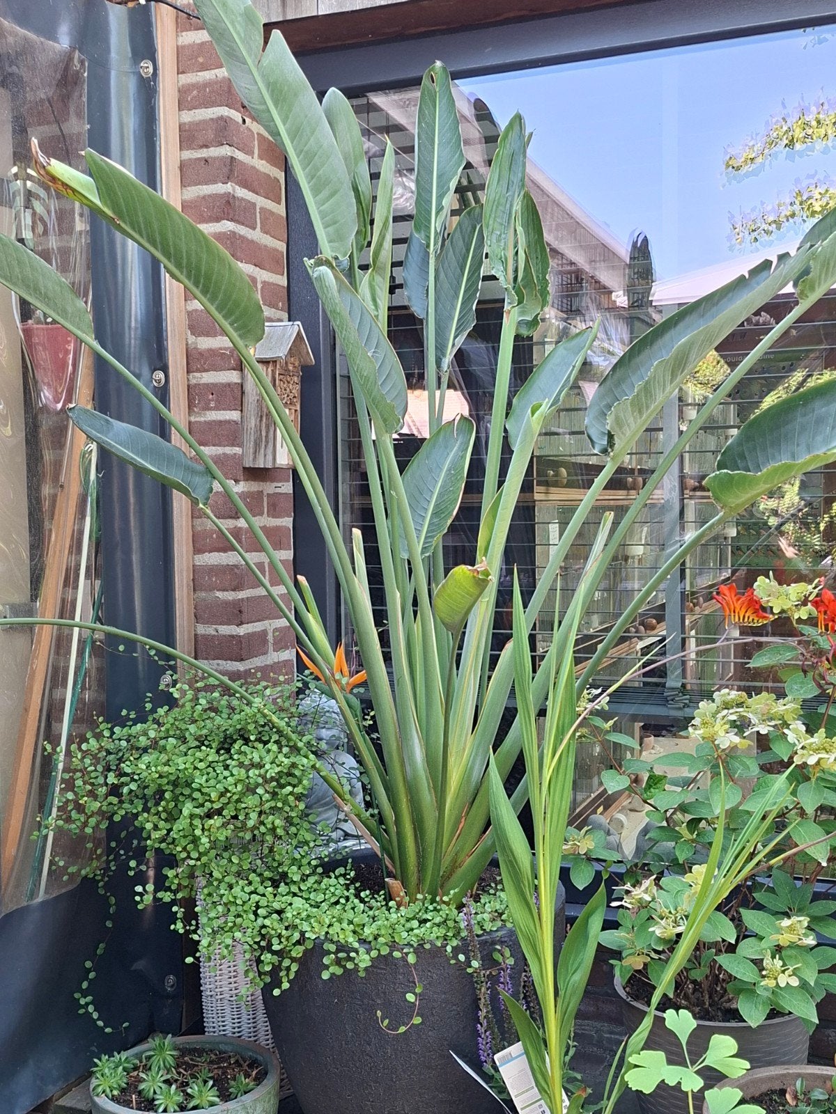 Te koop grote paradijsvogel plant, Volle zon, Vaste plant, Lente, Ophalen