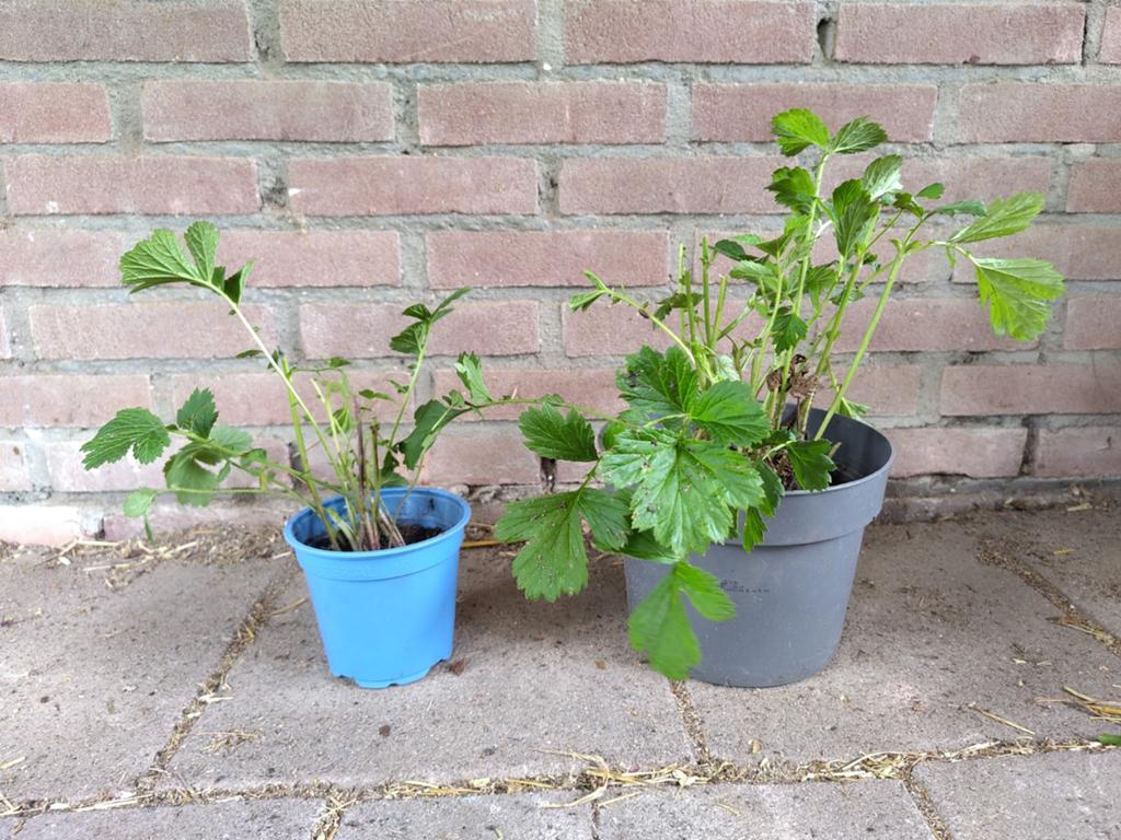 Biologisch Knikkend nagelkruid (Geum rivale) - zalmkleurig, Vaste plant, Halfschaduw, Lente, Ophalen