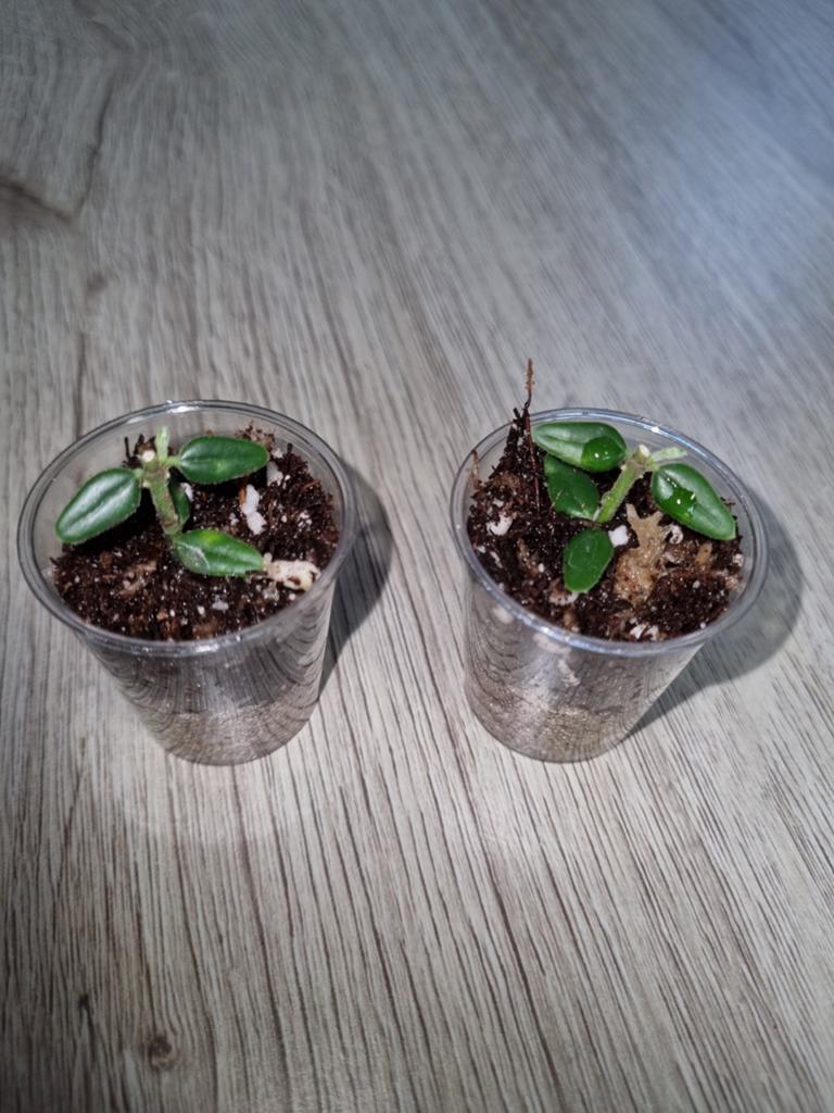 Hoya vaccinioides, Huis en Inrichting, Kamerplanten, Ophalen of Verzenden, Halfschaduw, Minder dan 100 cm