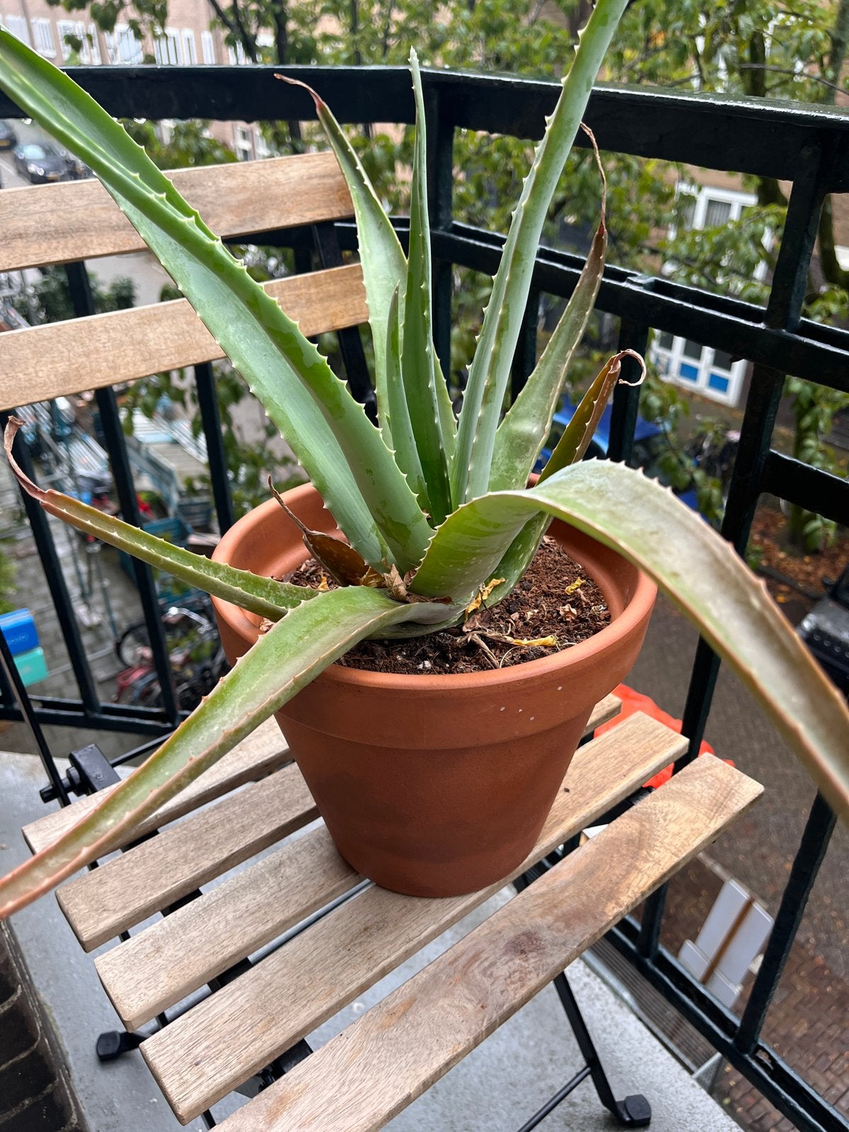 Grote Aloë Vera plant in terracotta pot, Volle zon, Vaste plant, Bloeit niet, Ophalen