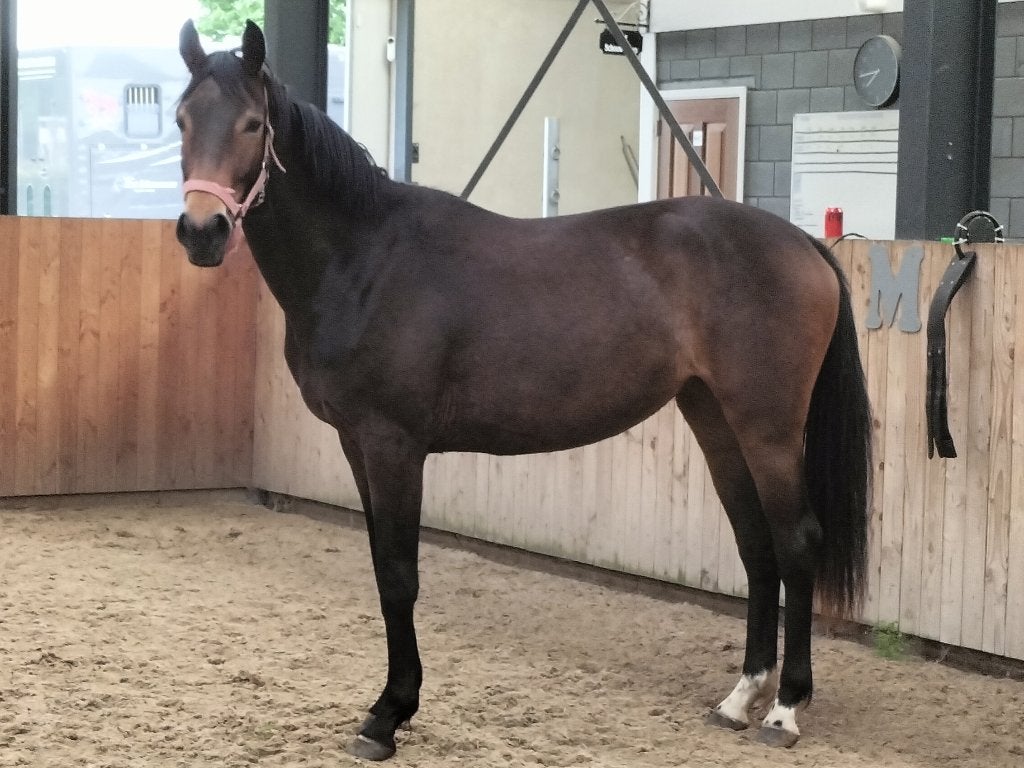 Super brave 2 jarige merrie uit top stam, Dieren en Toebehoren, Merrie, Met stamboom, Dressuurpaard, 0 tot 2 jaar