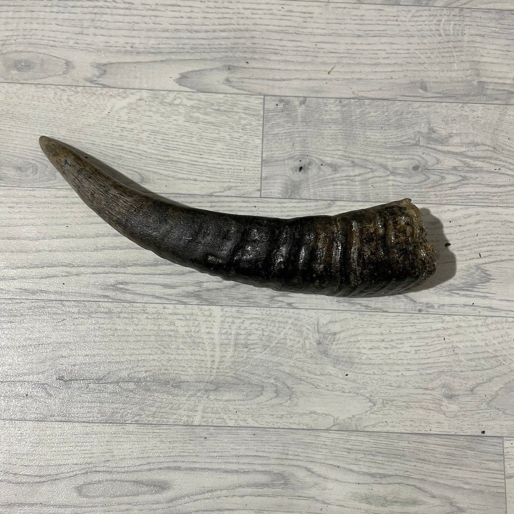Waterbuffel hoorn los 40cm nr 339 | Lederstore, Ophalen of Verzenden, Nieuw, Boerderijdier, Gewei of Kop