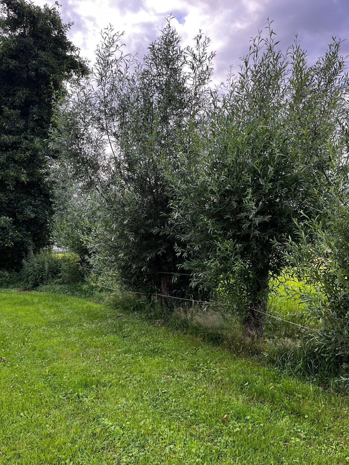 Wilgentakken wilgentenen, Overige soorten, Minder dan 100 cm, Zomer, Ophalen