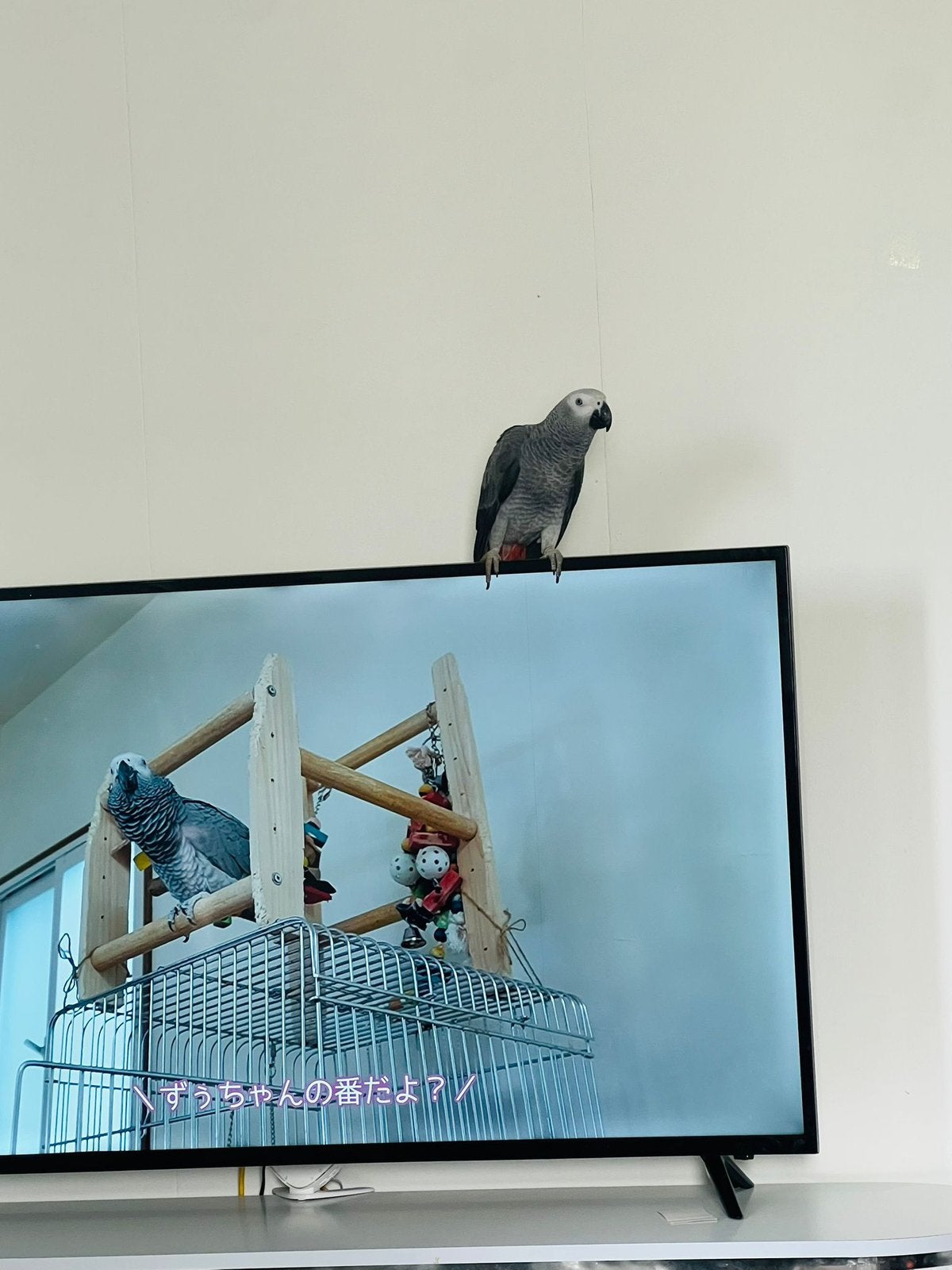 Grijze roodstaart, Mannetje, Dieren en Toebehoren, Vogels | Parkieten en Papegaaien, Mannelijk, Papegaai, Tam