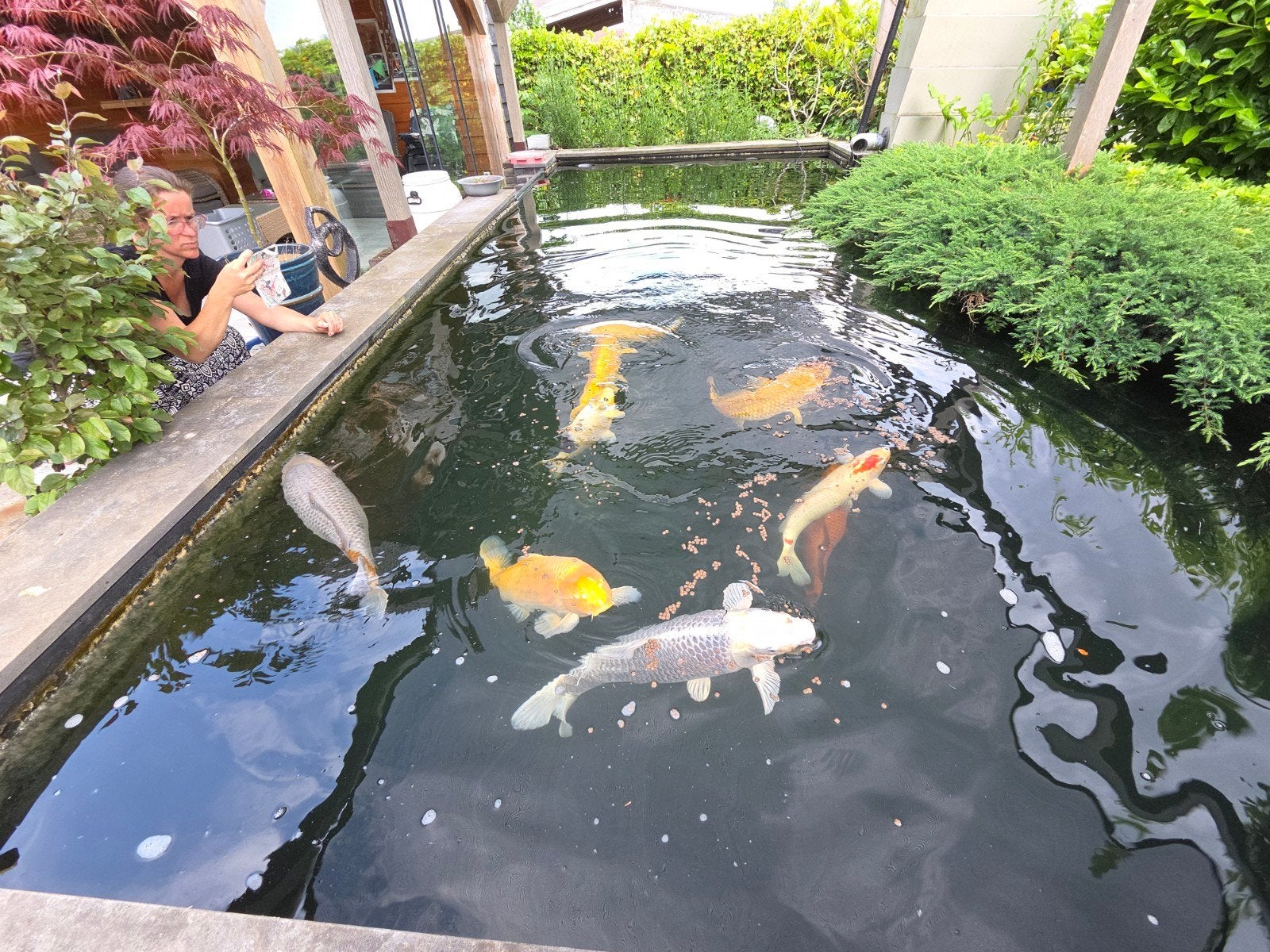 13 koi karpers te koop, Karper of Koi