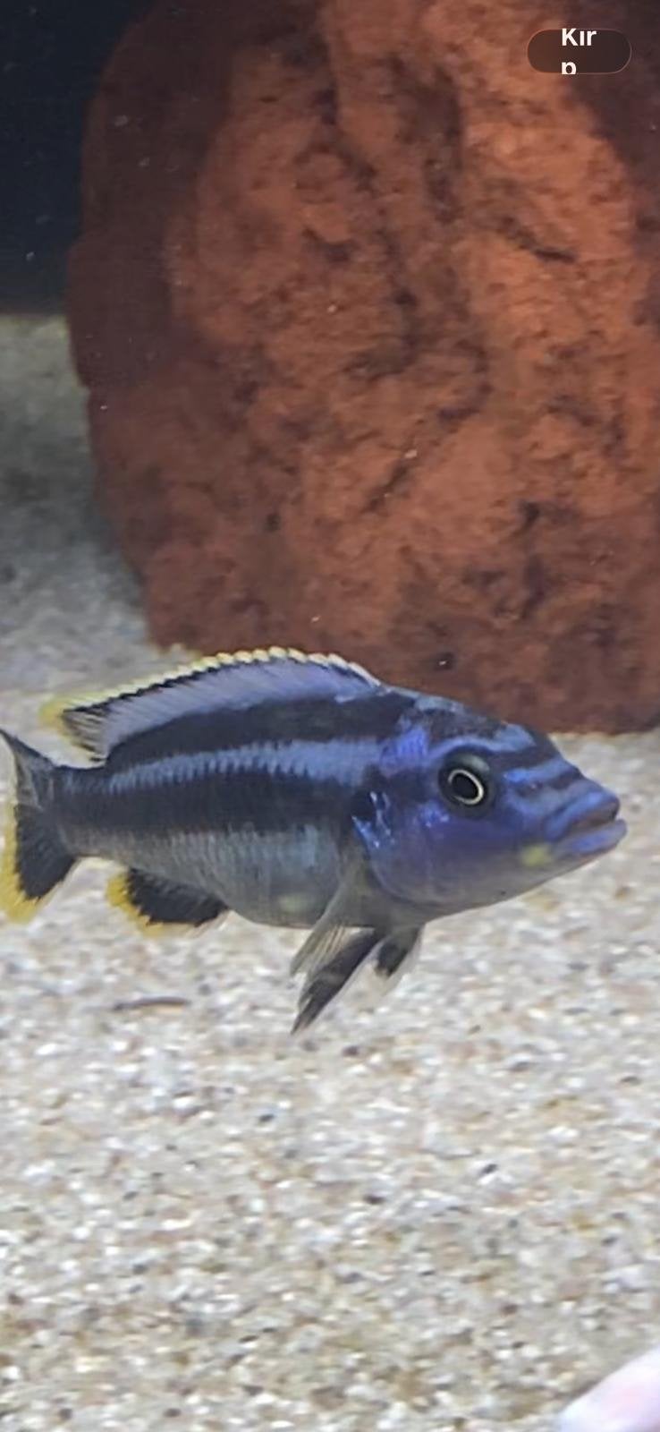 Malawi-cichlide, Dieren en Toebehoren