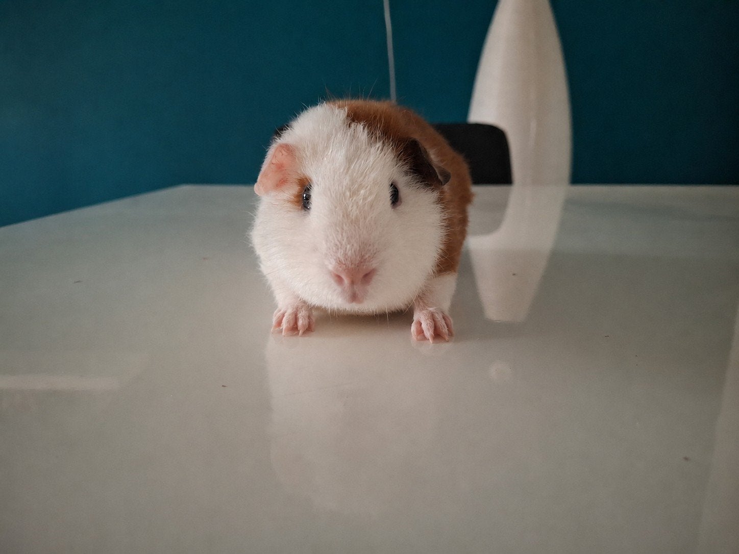 US Teddy beer, Dieren en Toebehoren, Knaagdieren, Cavia, April, Mannelijk, Tam