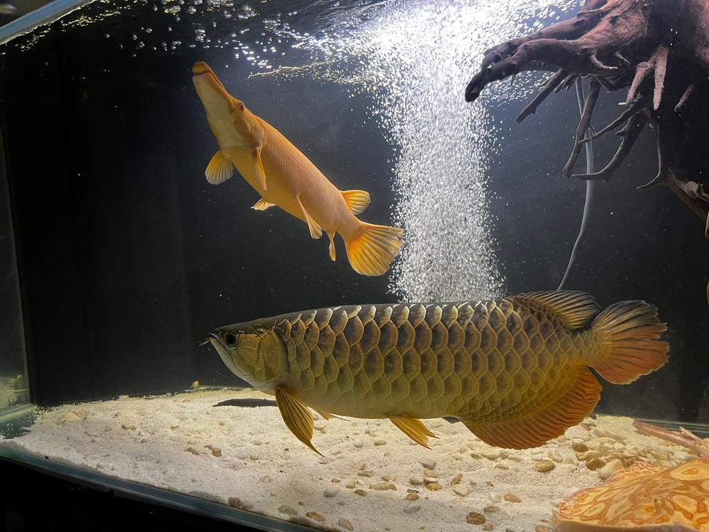 600,- Asian arowana f2 pure bloodline, Dieren en Toebehoren, Vissen | Aquariumvissen, Vis