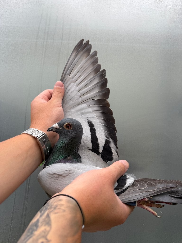 Post duif, Dieren en Toebehoren, Vogels | Duiven, Mannelijk, Postduif