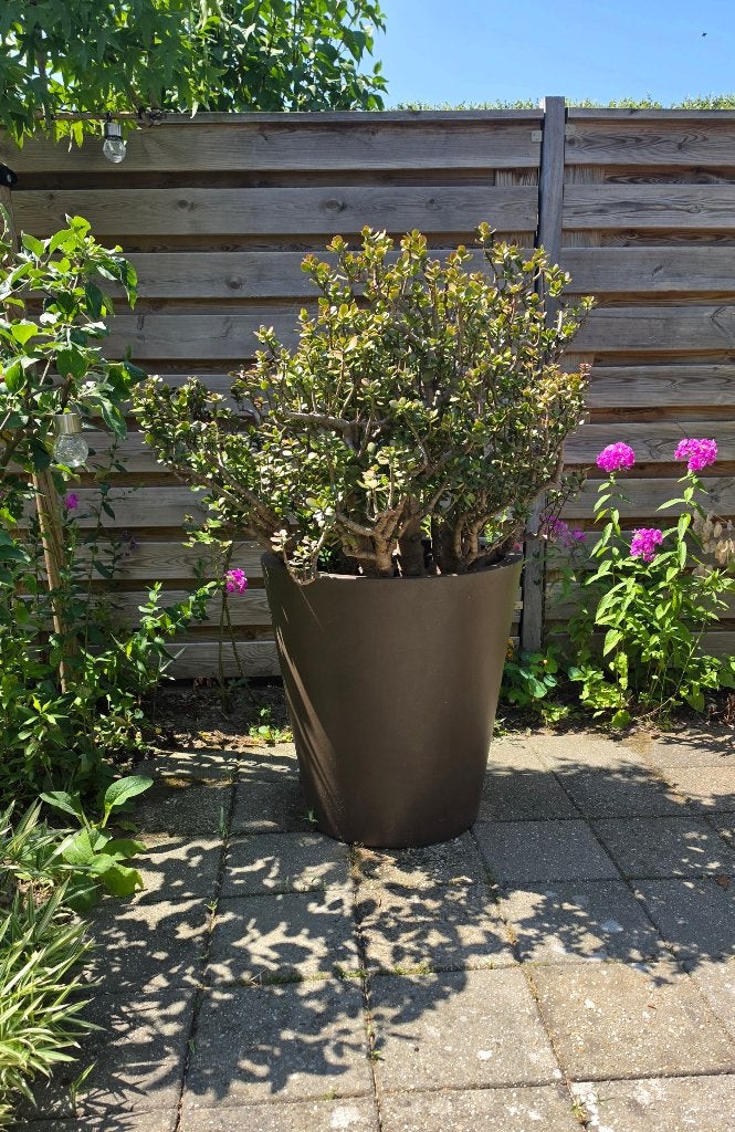 XL kamerplant, Huis en Inrichting, Ophalen, Overige soorten, Halfschaduw, In pot