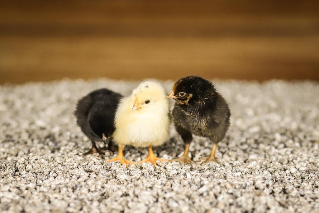 Wyandotte groot kippen kuikens | Gesekst en Ingeënt, Vrouwelijk, Kip
