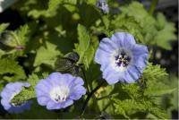 Zaden Nicandra psychalodes, Verzenden, Volle zon