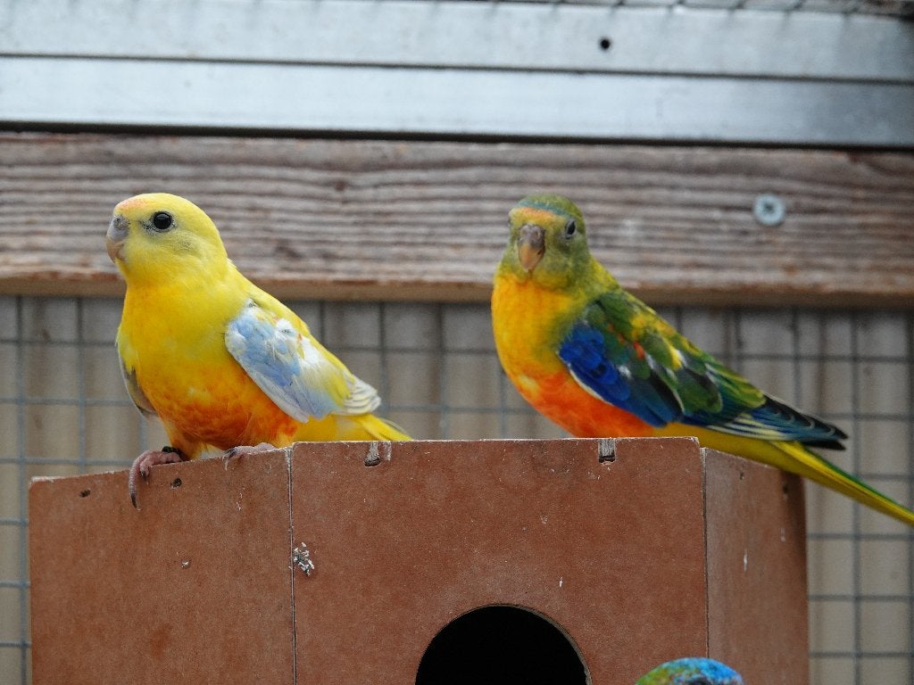 Te koop: turquoisine parkieten turquoisine's, Dieren en Toebehoren, Meerdere dieren, Papegaai
