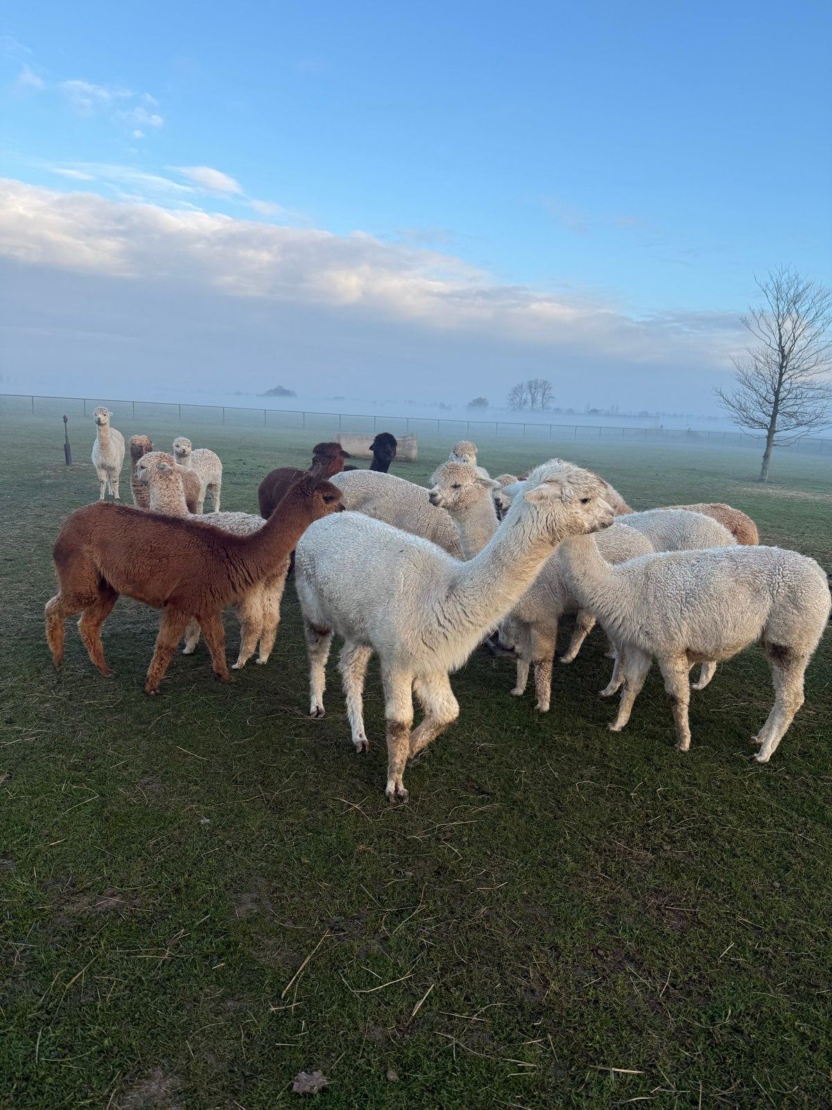 Alpaca hengst veulen 1 en 2 jaar, Dieren en Toebehoren, Overige Dieren, Oktober, Mannelijk