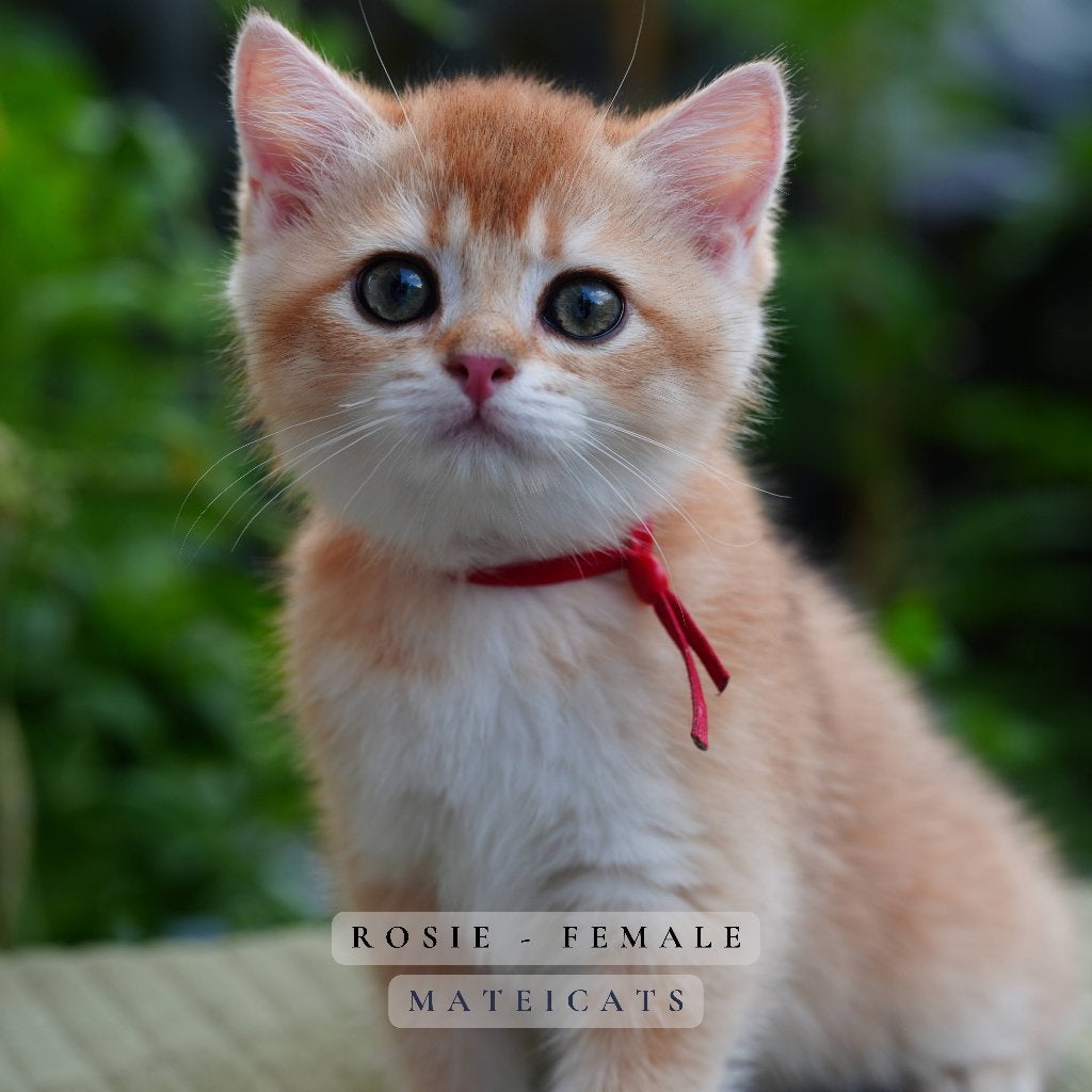 British Shorthair Black Golden NY11, Dieren en Toebehoren, Meerdere dieren, Met stamboom, 0 tot 2 jaar