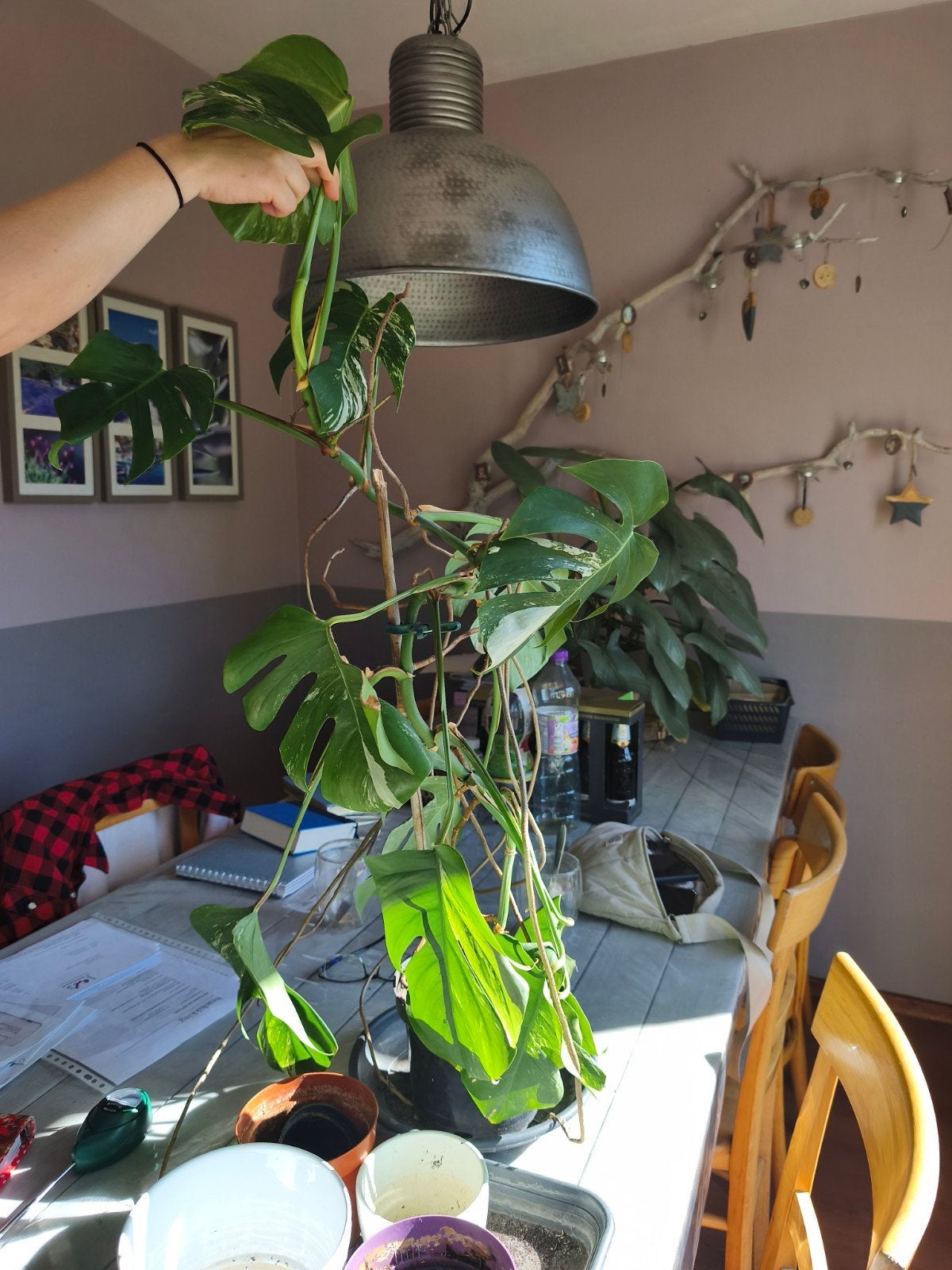 Monstera Variegata - Prachtige Gevlekte Kamerplant, Tuin en Terras, Ophalen of Verzenden, Overige soorten, Volle zon
